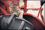 Kitten beside a vehicle wheel representing claims support